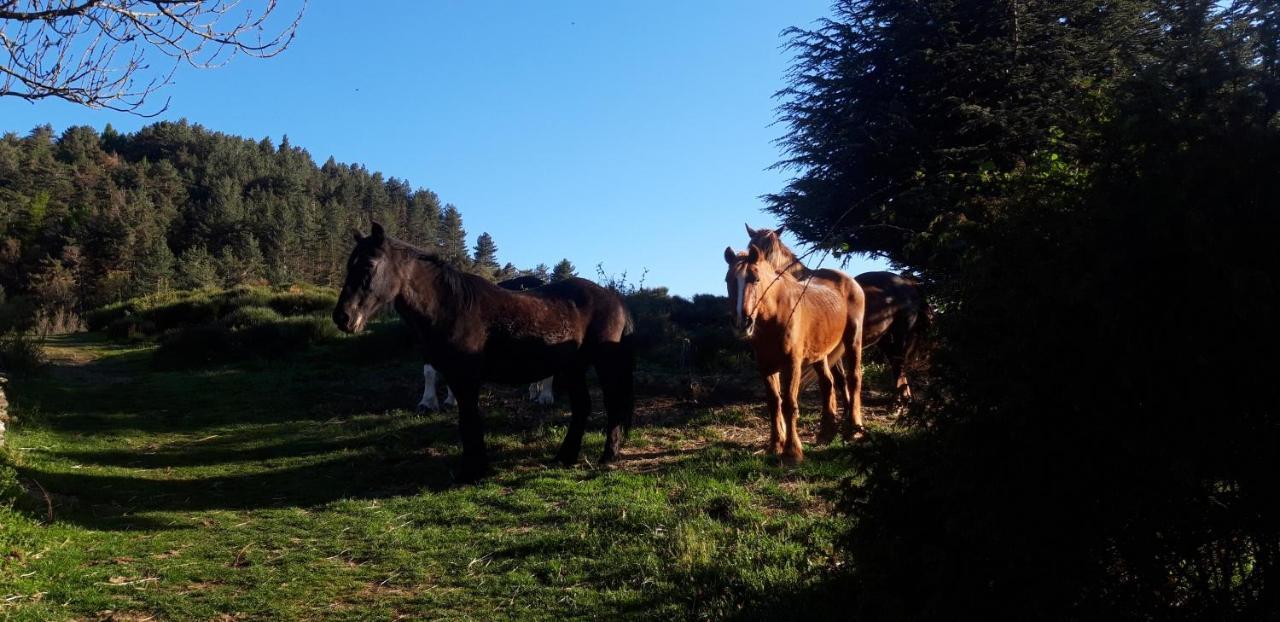 Gites Chez Daniel "Cevennes 2" Mars  المظهر الخارجي الصورة